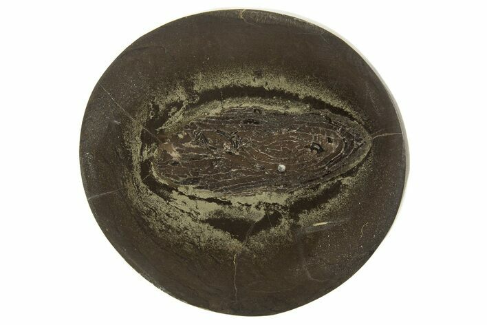 Polished Fish Coprolite (Fossil Poo) Nodule Half - Scotland #315176